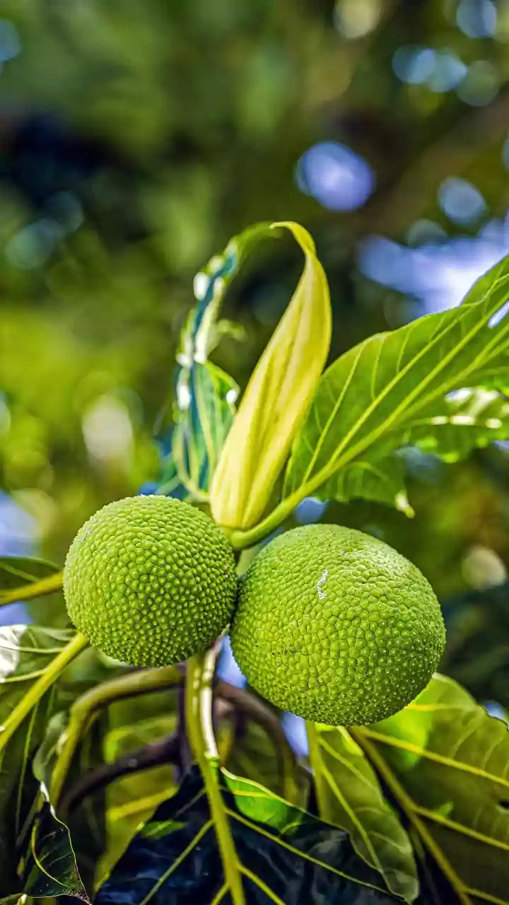 Why you should start eating breadfruit