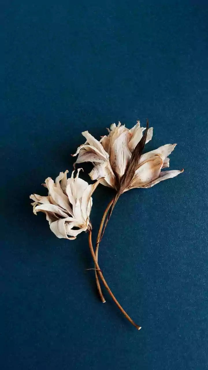 How preserved leaves and flowers can beautify your home