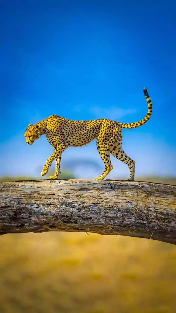 Gaurav, Kuno National Park cheetah, dies, postmortem under way