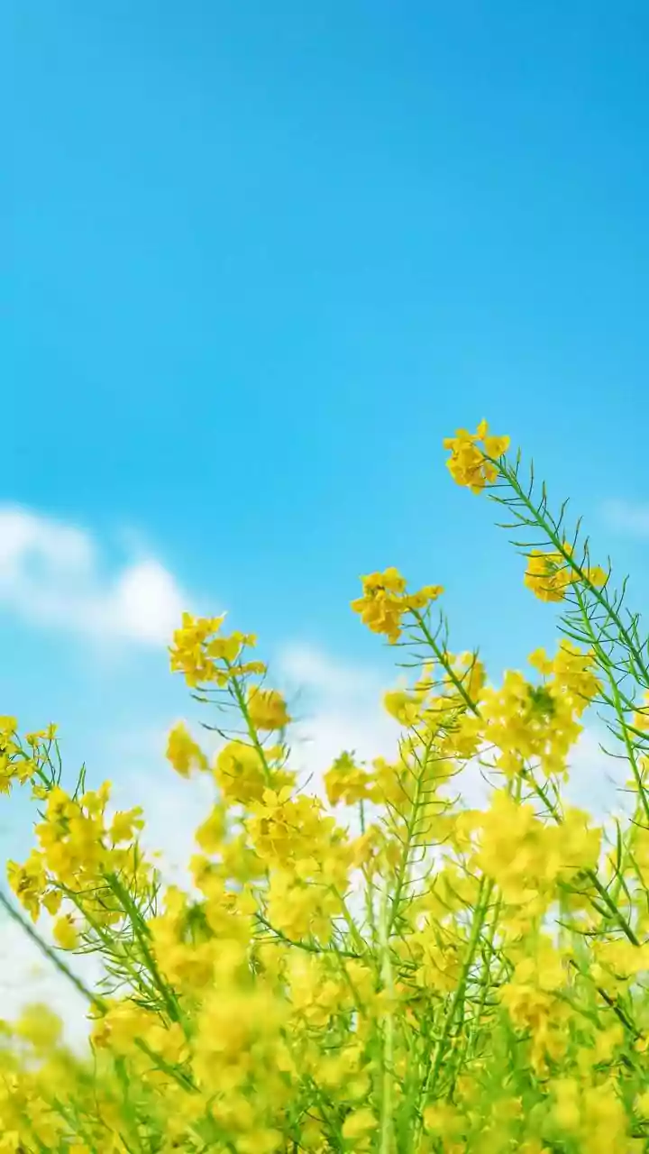 These mustard bloom in India 2026 destinations that feel straight out of postcard