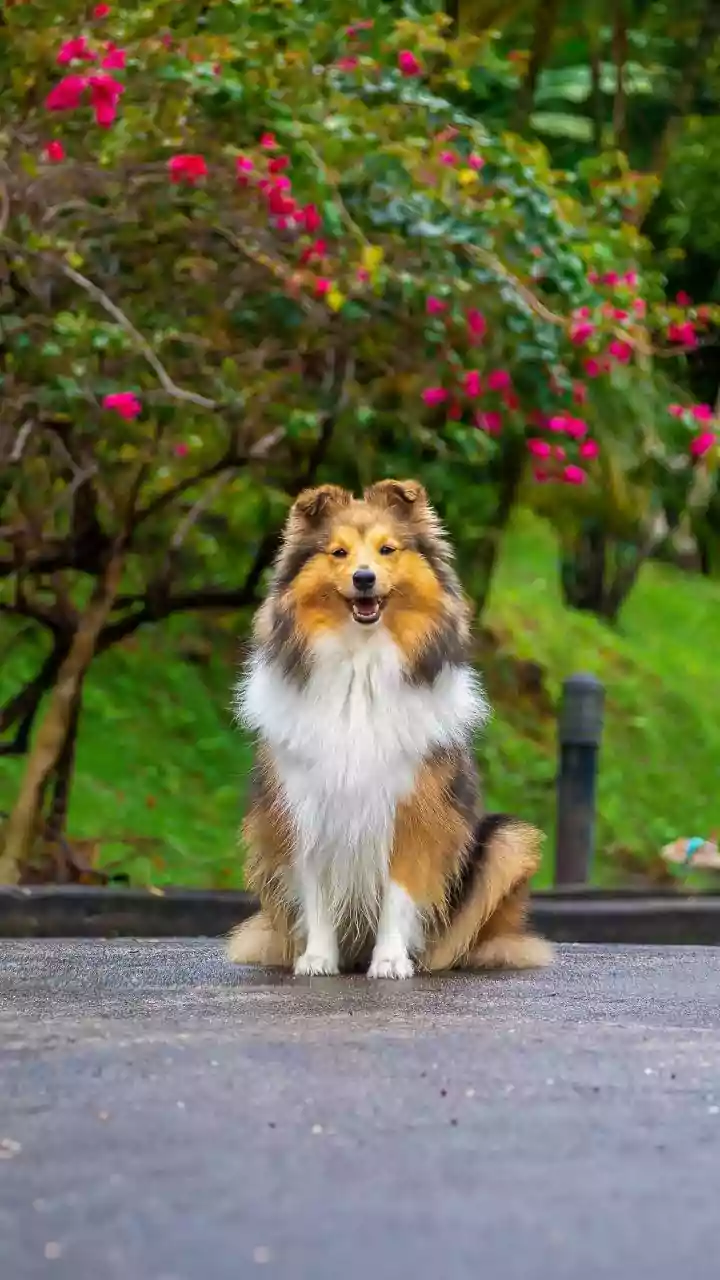 Feeding India's Strays: Legal Rights, Designated Spots, and Common Pitfalls