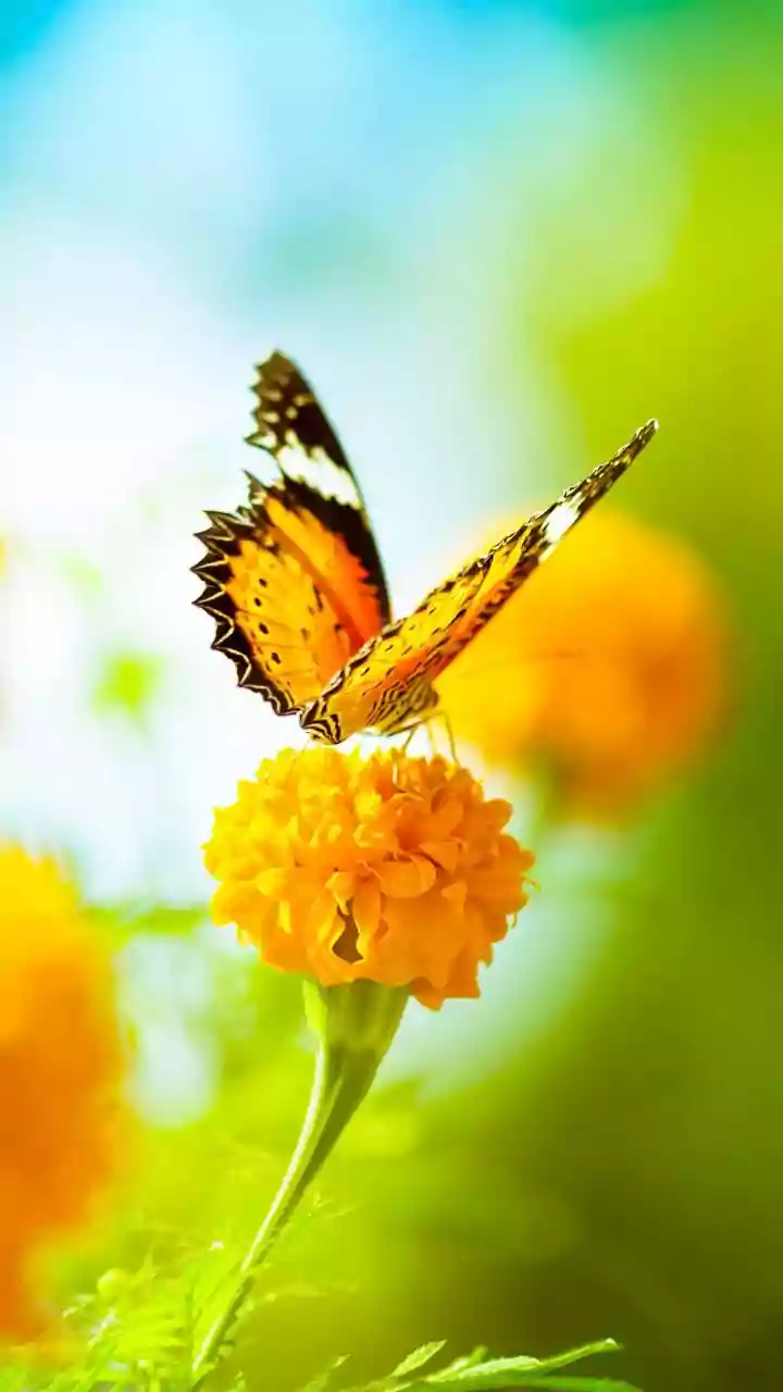 Butterfly Haven: Transform Your Balcony into a Nectar Paradise with Simple Planting Secrets