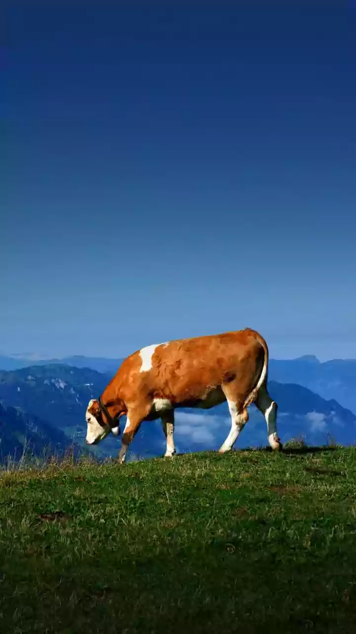 Por que as vacas são animais sagrados na Índia?