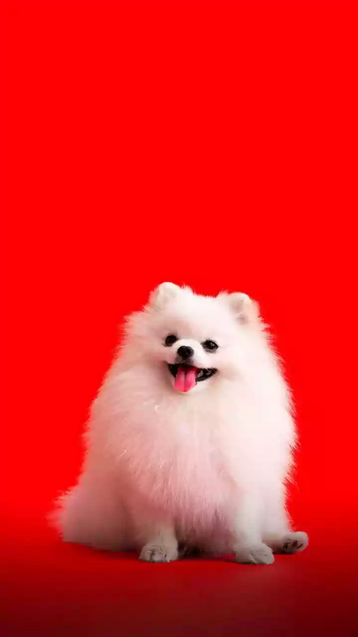 Pet Dander Needs Regular Cleaning Rather Than Blaming Visible Fur Alone