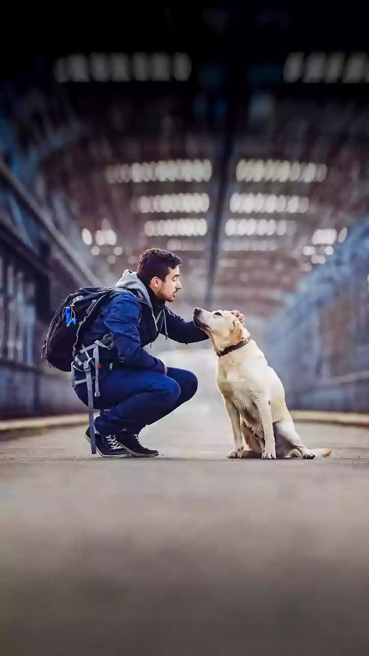 Dog Walks Are The New City Travel Flex
