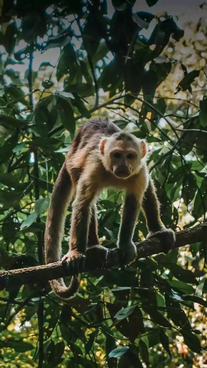 Where to spot rare monkey species in Ghana