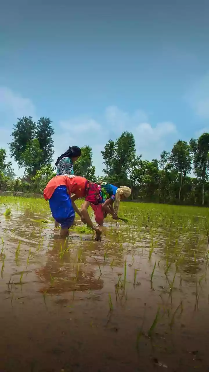 Experts Advocate for Greater Role of Women in Agriculture