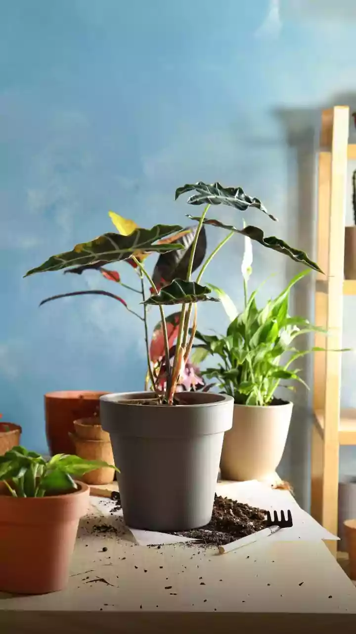 Labeling houseplants? Try these simple hacks
