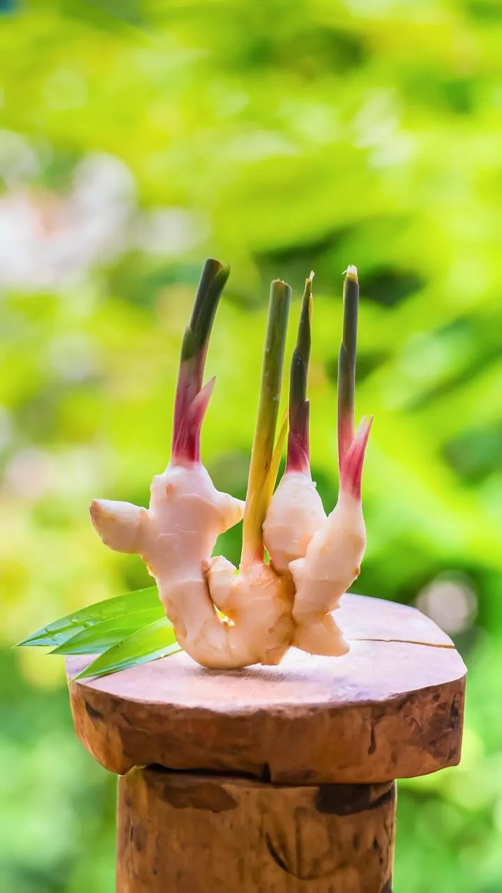 Grow Ginger at Home: A Beginner's Guide