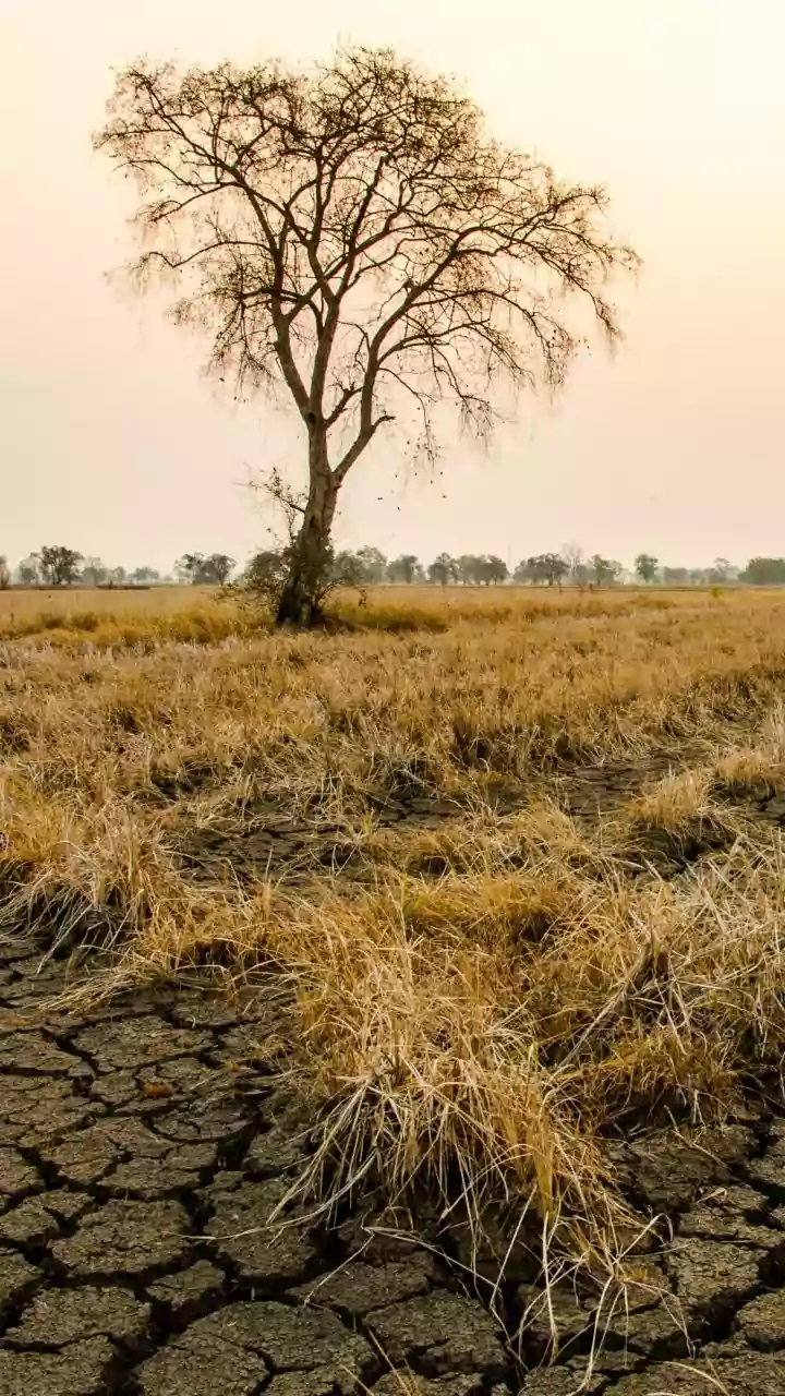 MP News: 6 Lakh Trees On Land Allotted To Adani Group To Be Felled In Singrauli, Says Congress