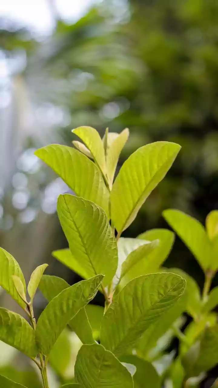 Monsoon Growth Can Overload Weak Branches and Narrow Railing Spaces