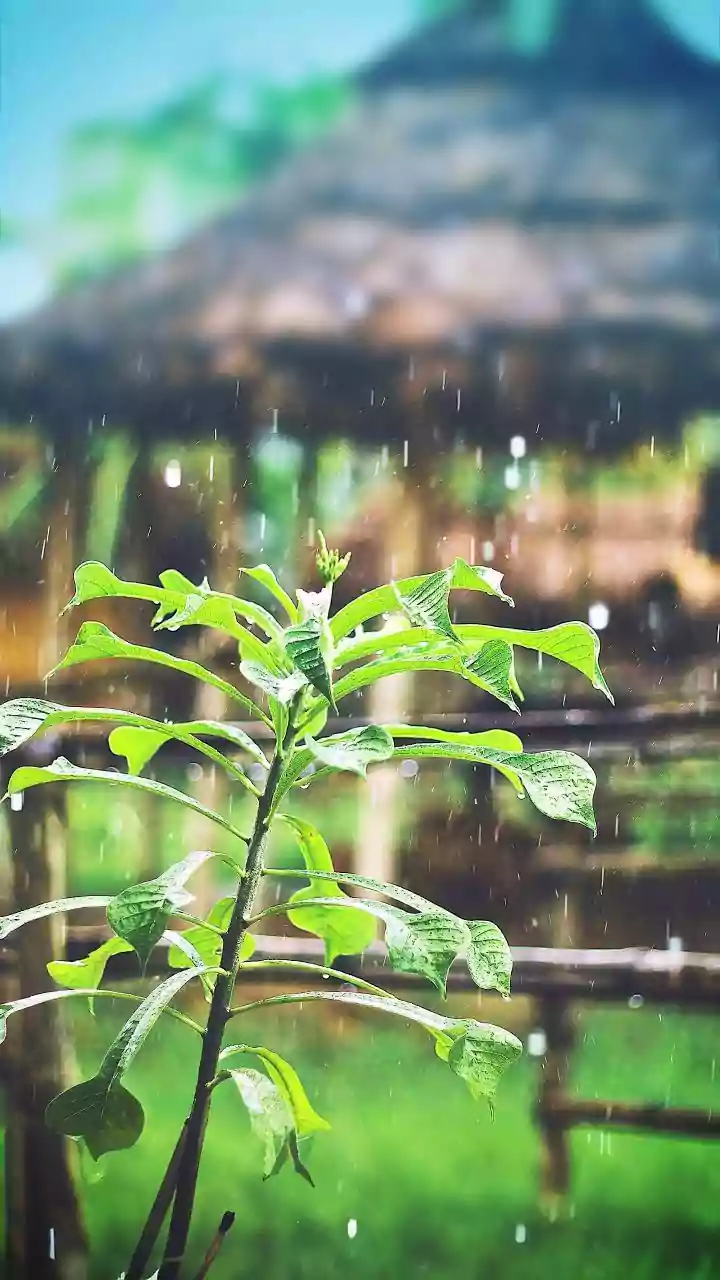 Heat Relief: Light Rain Offers a Respite in Uttar Pradesh