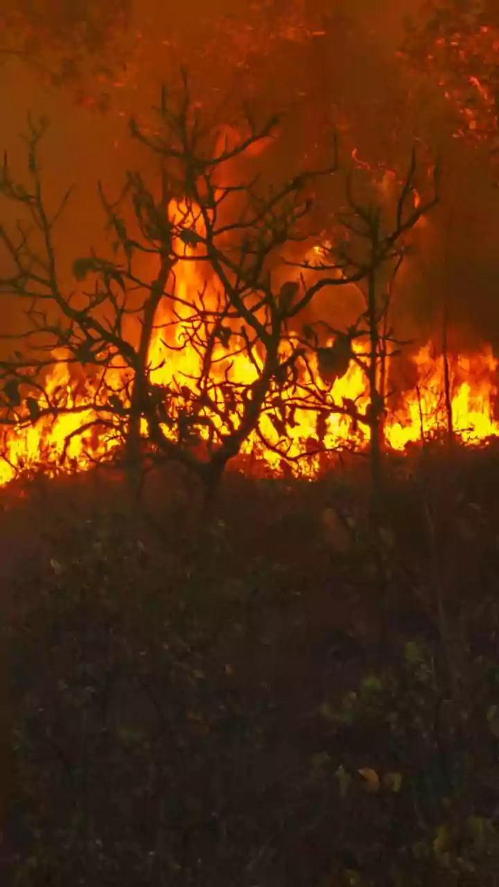 Eastern Ghats Witness Rising Wildfires, Western Ghats See Decline: Study