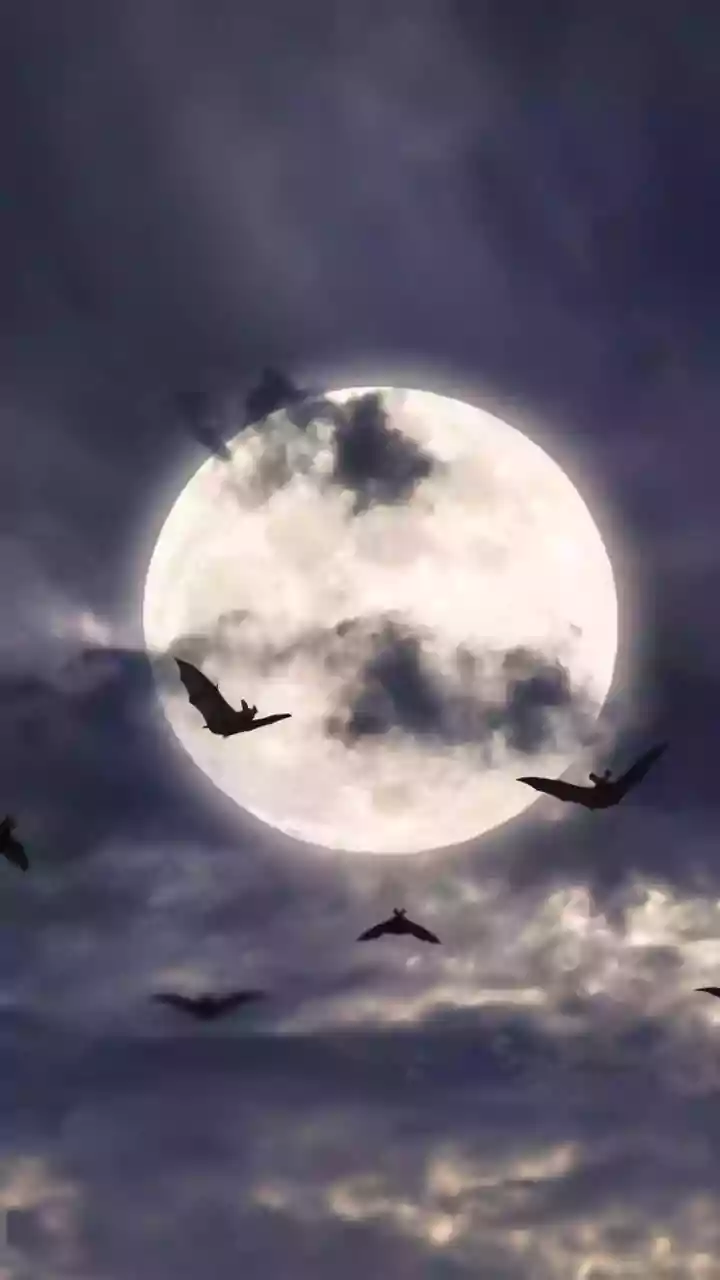 Unveiling Midnight Melodies: The Fascinating Reasons Behind Nocturnal Birdsong