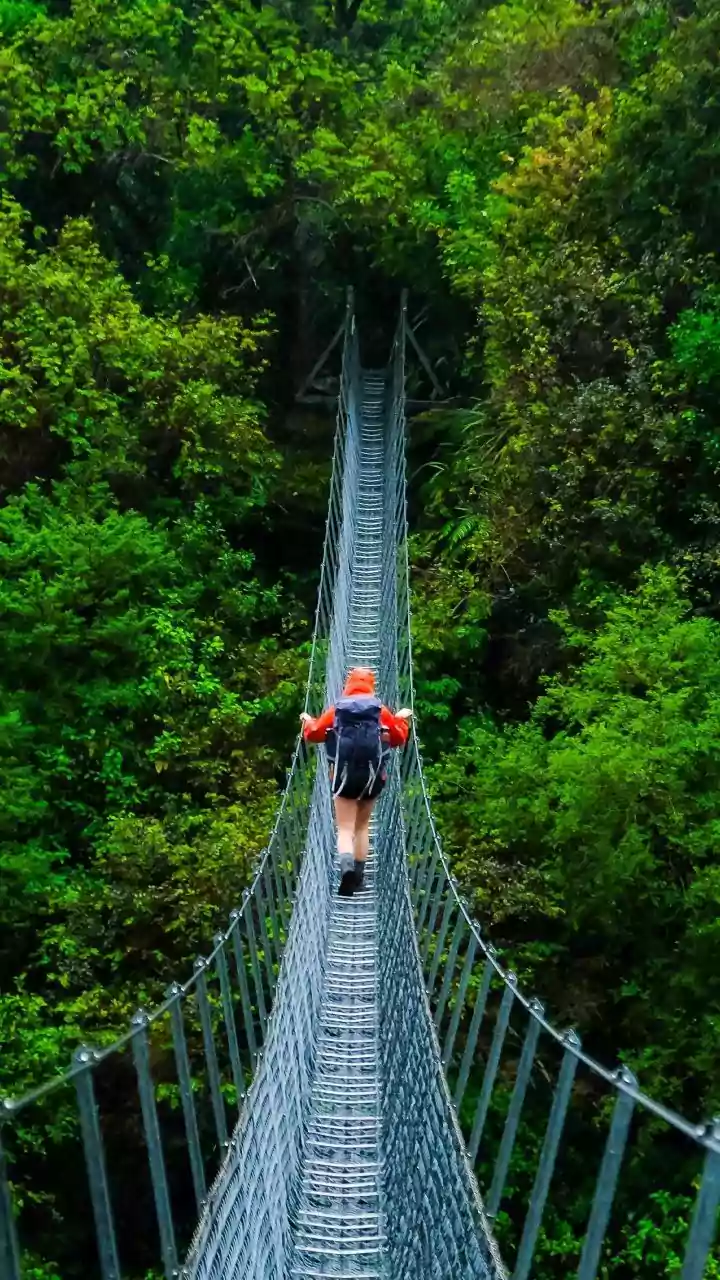 India's Canopy Walks Become Rainy Season Favorites