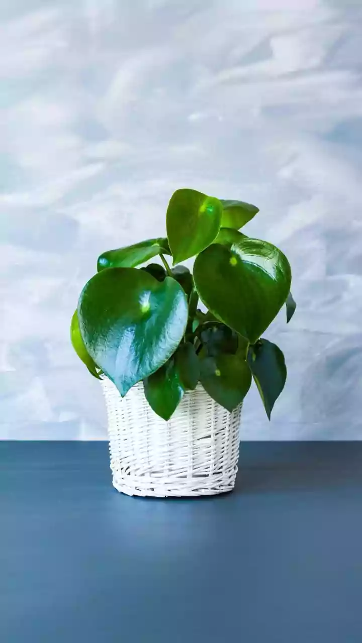 Humidity-Loving Houseplants That Can Transform Small Apartments This Monsoon