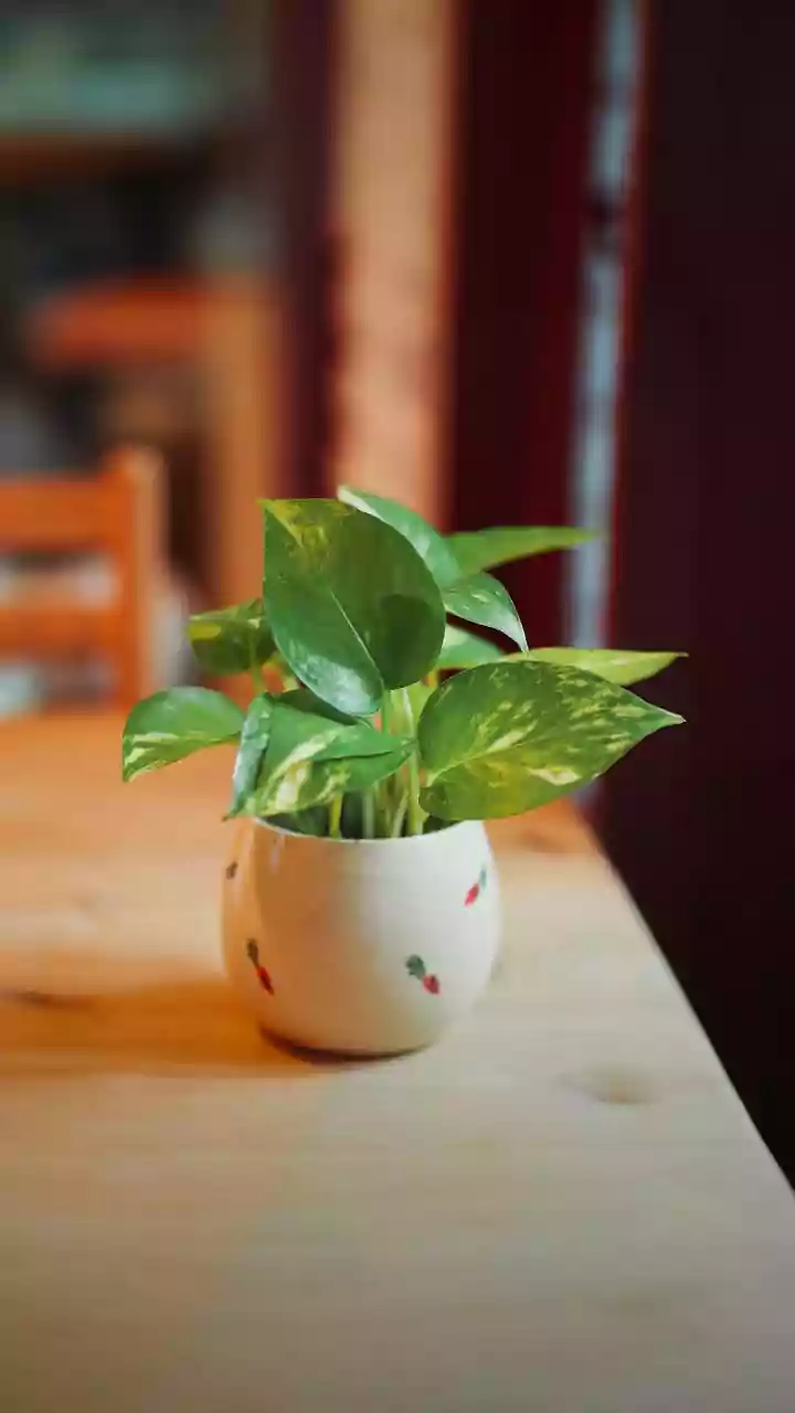 A Planta Perfeita Para o Inverno Dentro de Casa