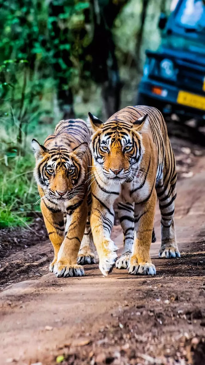 Jim Corbett Safari Booking 2026: Zones, Pricing, Best Time & Online Permit Guide