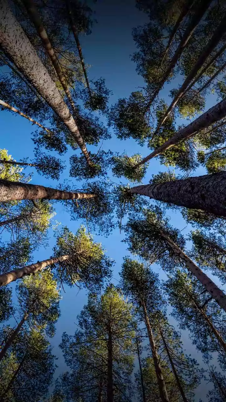 O segredo da regeneração: Estudo revela como a floresta"volta no tempo"para se salvar