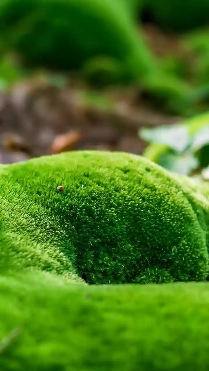 Embrace the Emerald Carpet: Why an Irish Moss Lawn is Your Spring Game-Changer