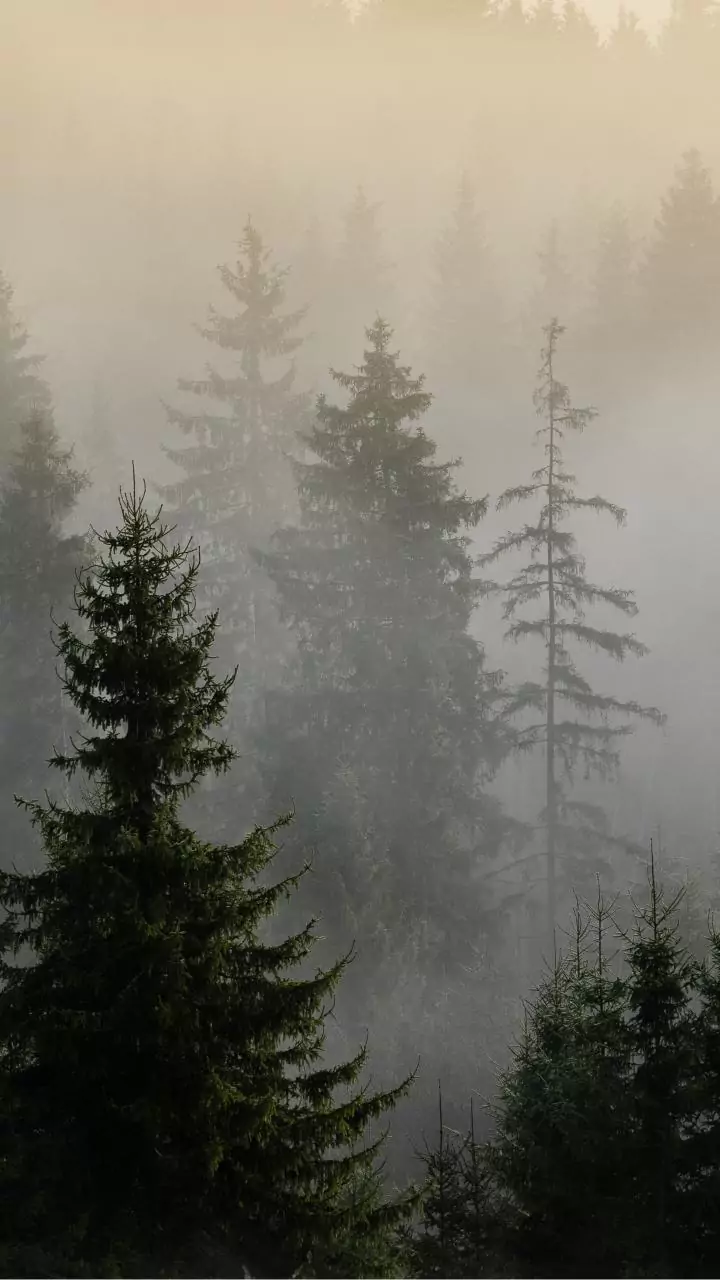 Dense fog brings travel chaos to North India