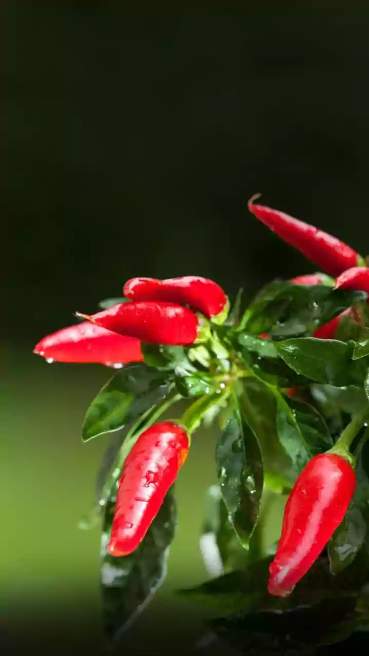 Cultivate Fresh Spicy Chilies Using Simple Organic House Plant Mixes