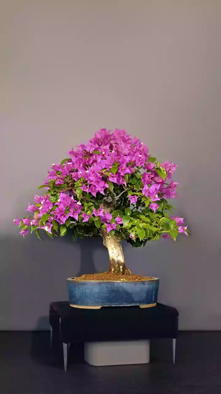 Na Tailândia, para o bonsai durar anos: o macete não é o adubo, mas nunca molhar o tronco durante o sol do meio dia