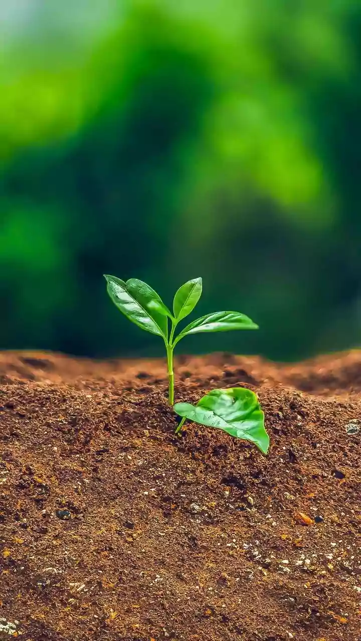 Trim Only Damaged Roots Rather Than Cutting Healthy Growth Unnecessarily