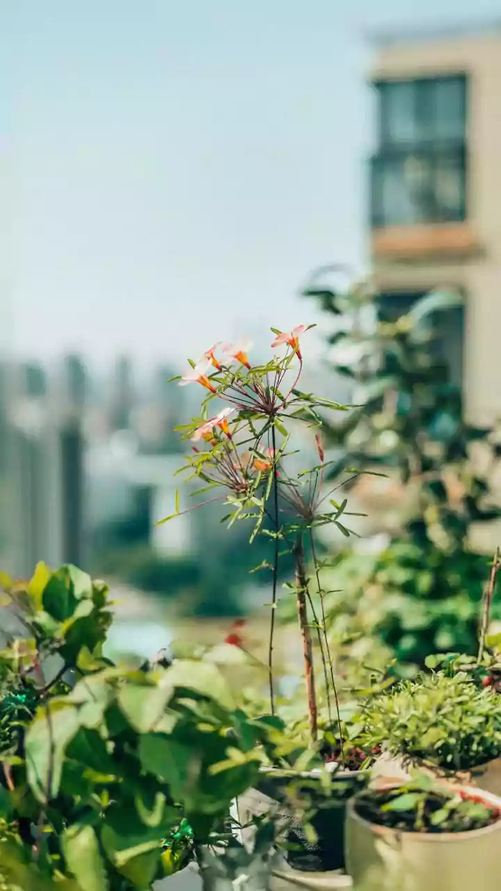 Plants drying out quickly? Air conditions may be changing how you water them now