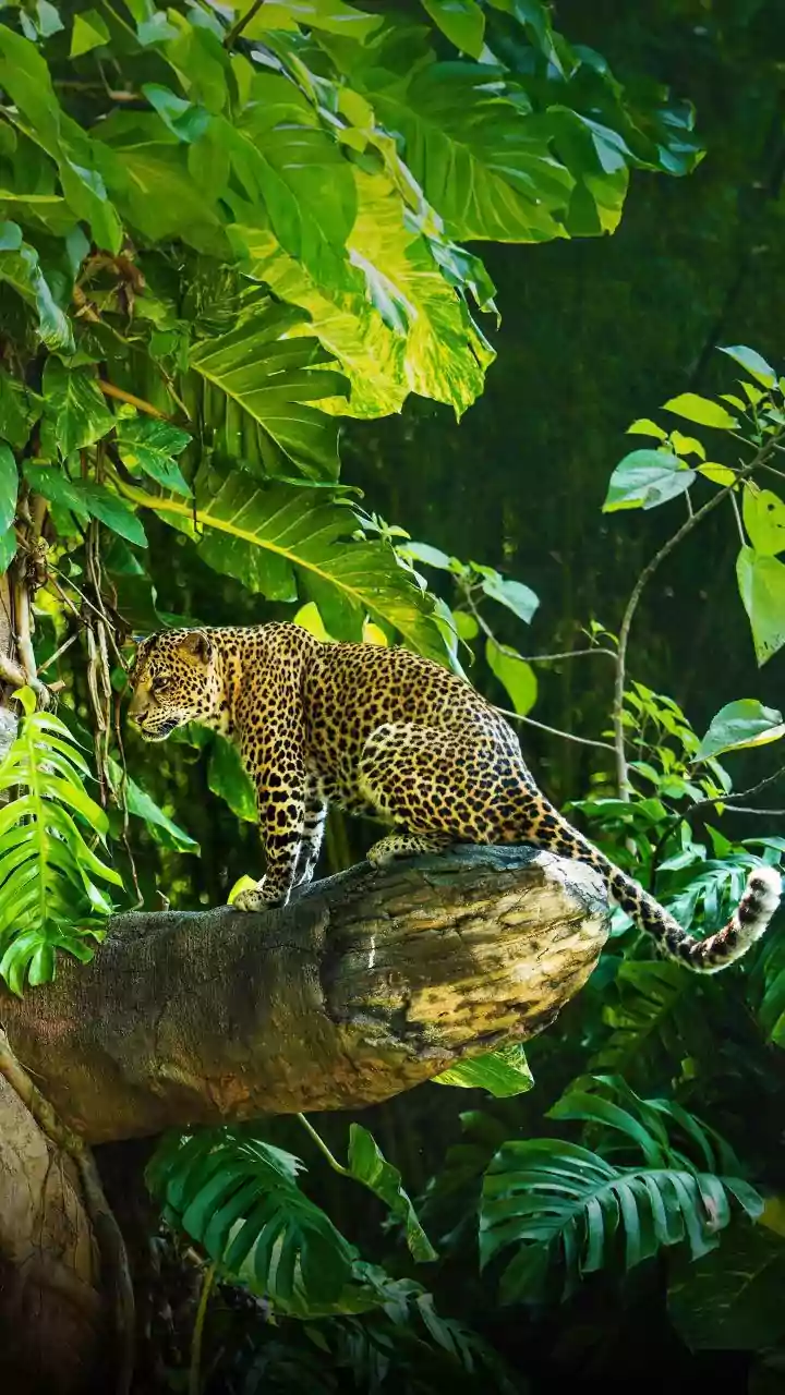 How Multi-State Coordination Helps Create Continuous Wildlife Corridors For Big Cats