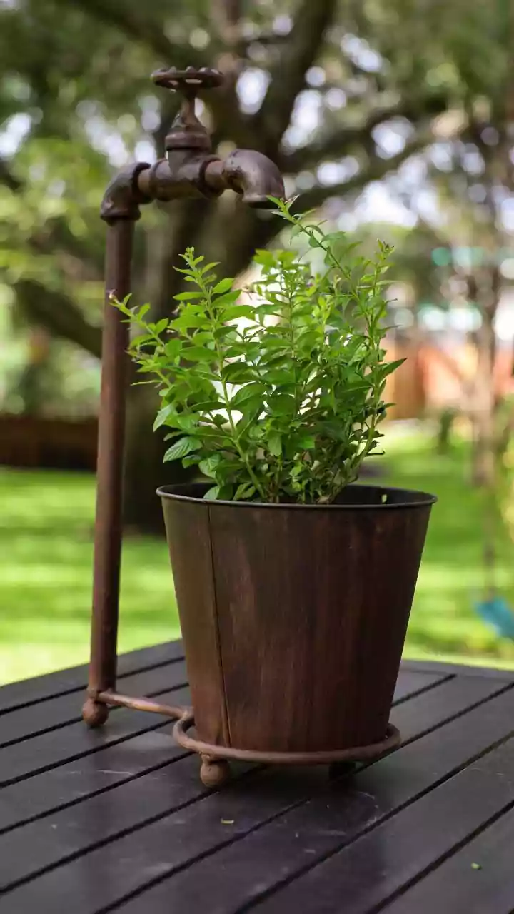 Best places to place copper planters at home