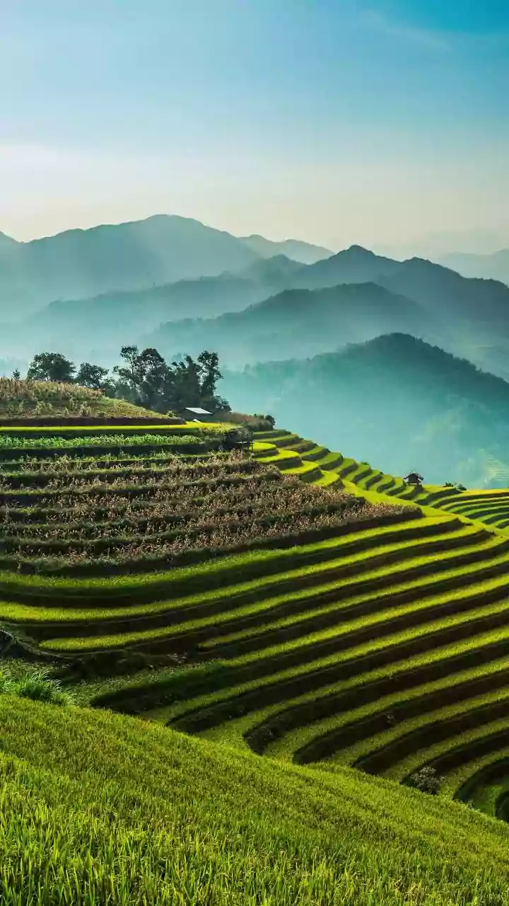 Rice Prices And Conflict Gets A Fresh Look For Everyday Money Decisions