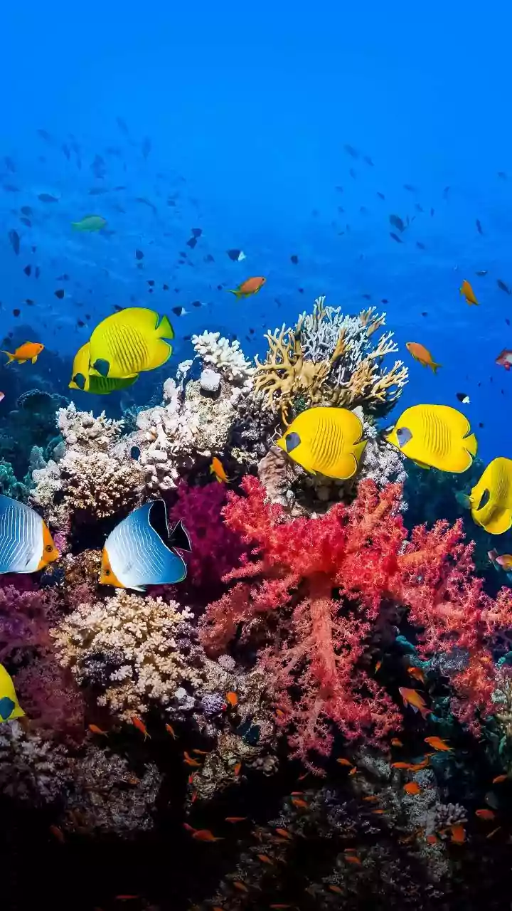 Dive In! India's Top 7 Scuba Spots Beyond Andaman You Can Explore