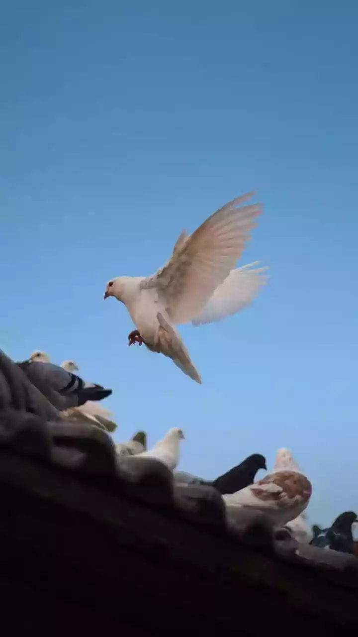 Noticing City Wildlife: Why Seasonal Temperature Drops Bring Birds To Sunny Rooftops