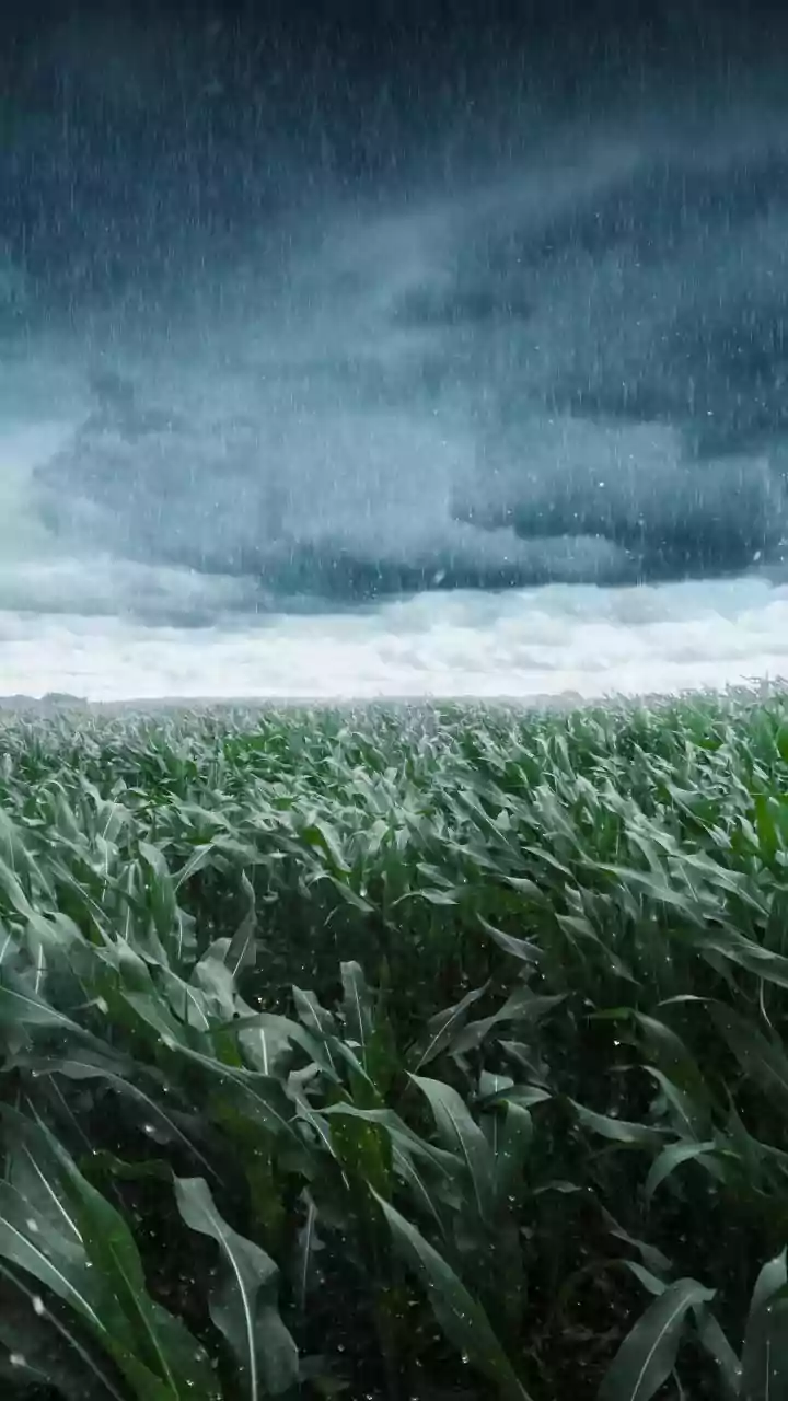 Heavy Rain Hits Parts of Marathwada Region