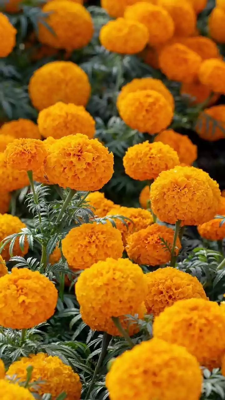 Onam Flower Shopping: How To Choose Quantity Before Heading To The Market