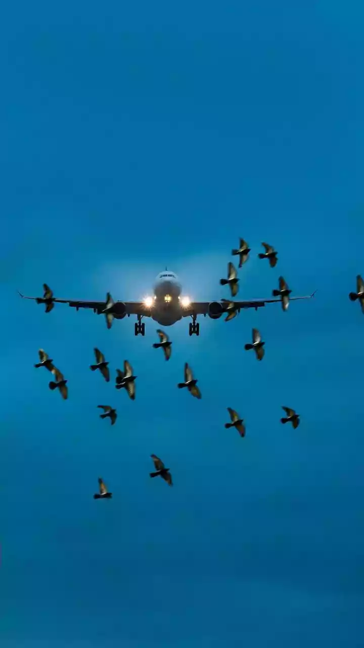 Global Migratory Bird Losses Demand Protection Beyond National Boundaries