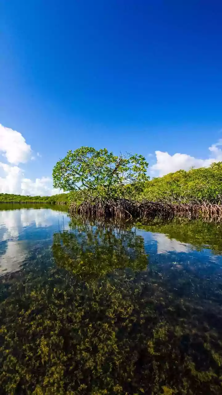 How a Changing Coastline Can Affect the Natural Carbon Cycle