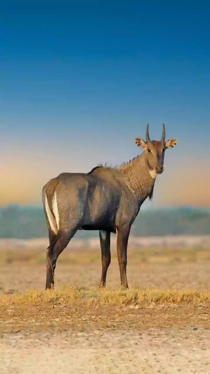 Empresa pretende ressuscitar o antílope-azul, espécie extinta há 200 anos