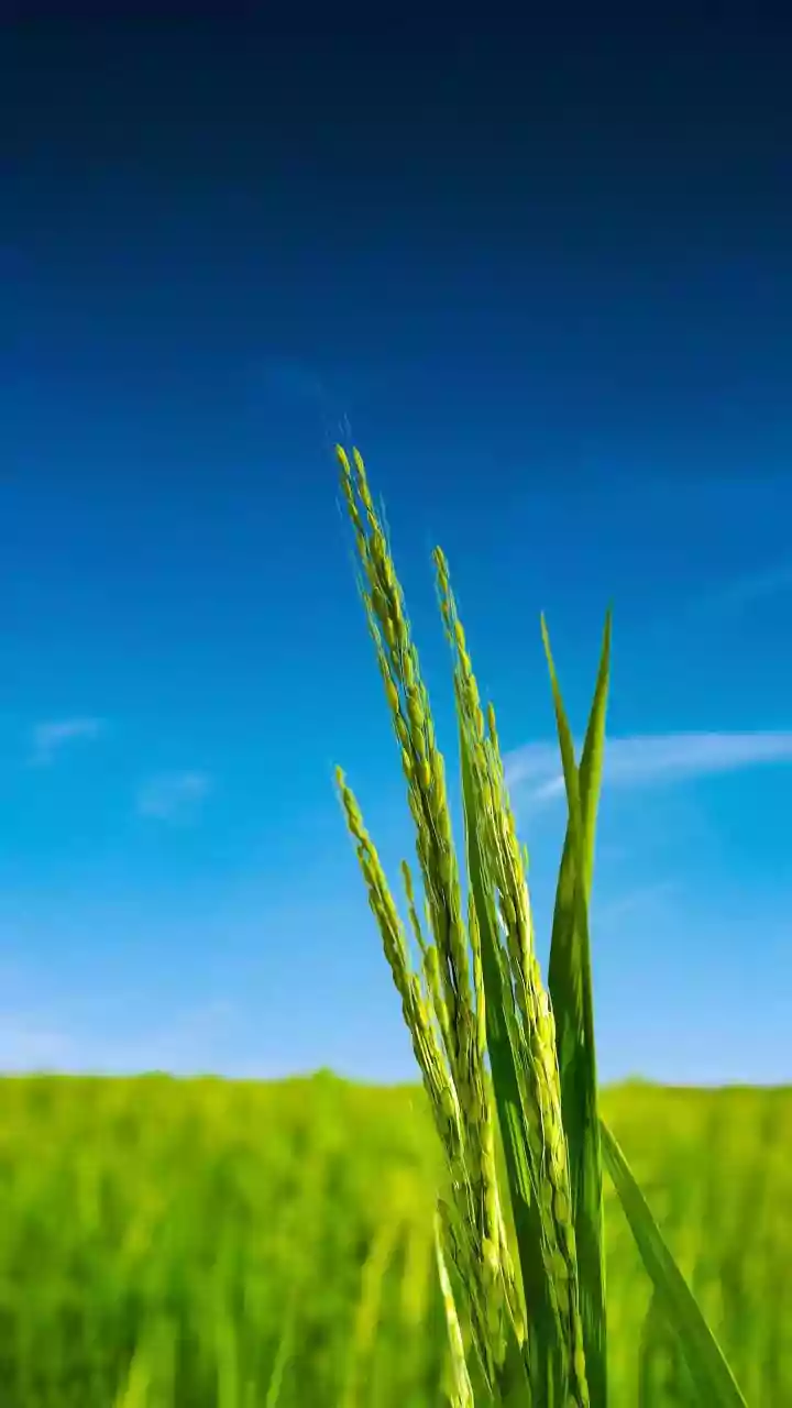 How El Niño Could Affect Rice, Pulses And Other Crops In India