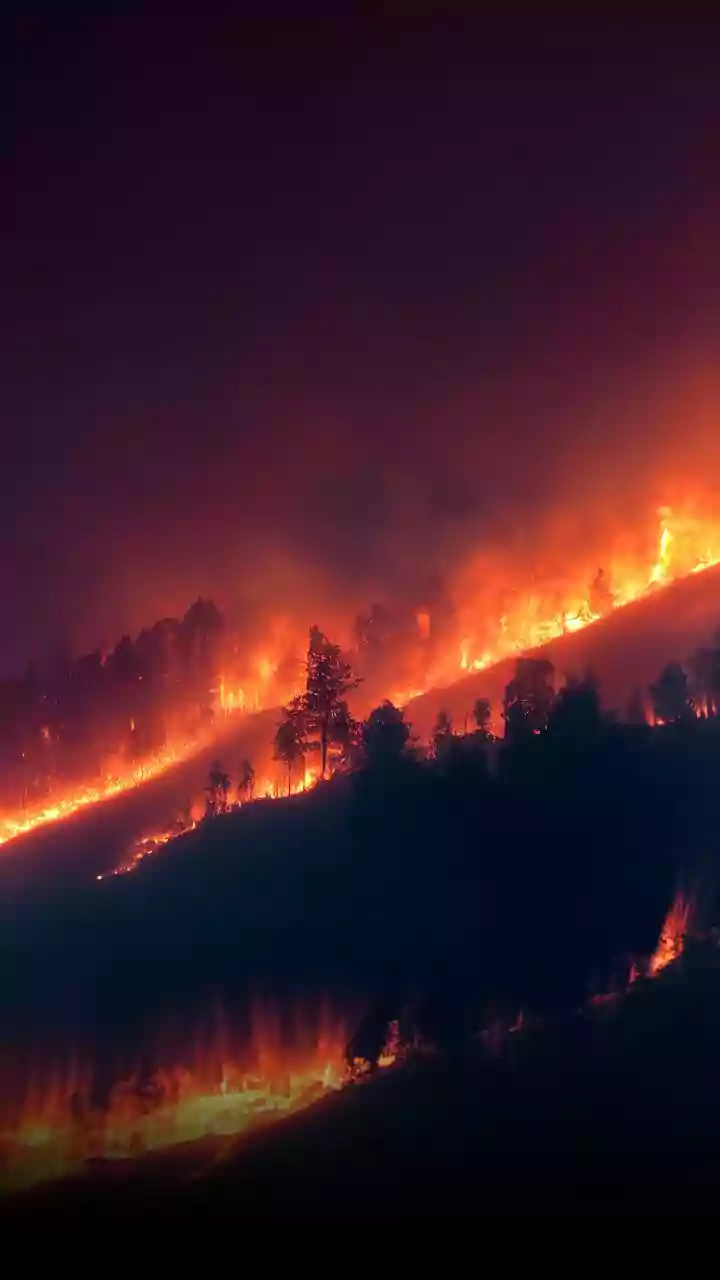 Elderly man, 10 goats killed in fire in UP's Hathras