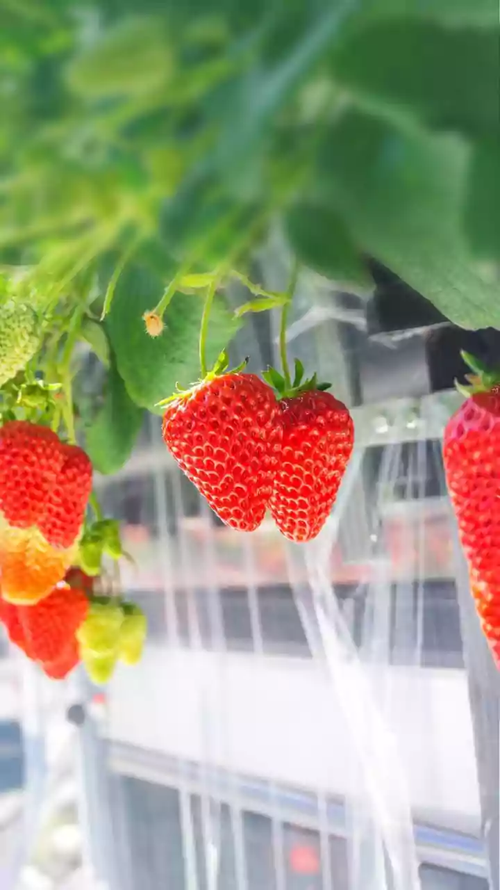 Soundwave Technology Protects Urban Crops From Pests Without Using Harsh Chemicals