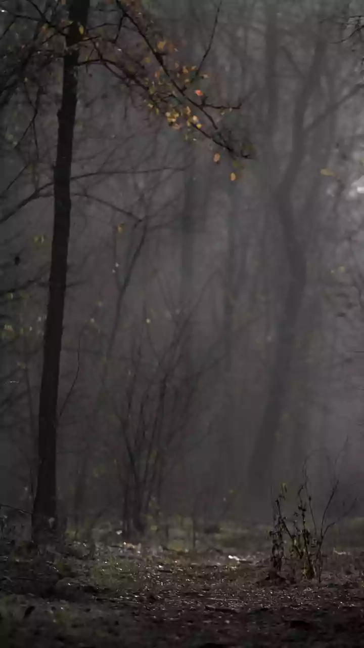 Fog envelopes northern states; wet weather with snow forecast for parts of J-K, Himachal