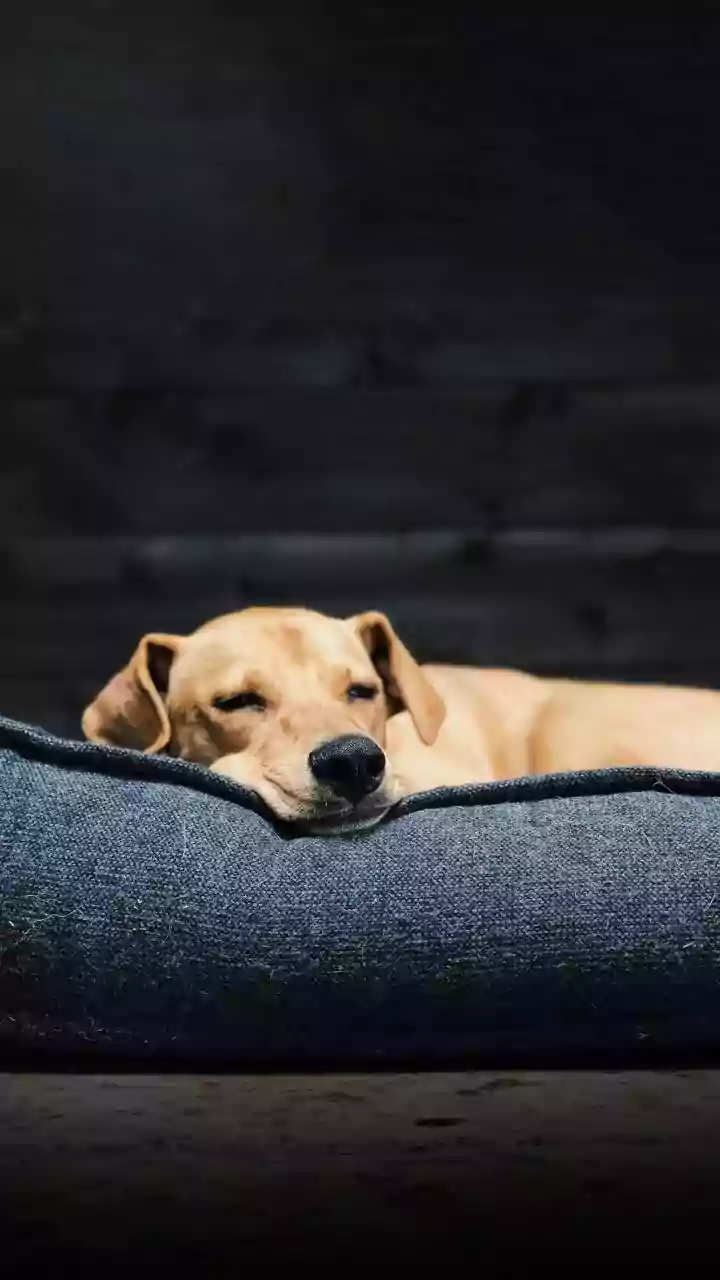 UP Medical Apathy: After Rats Seen Scurrying Inside Gonda Hospital Ward, New Video Showing Dogs Sleeping On Beds Sparks Hygiene Concerns