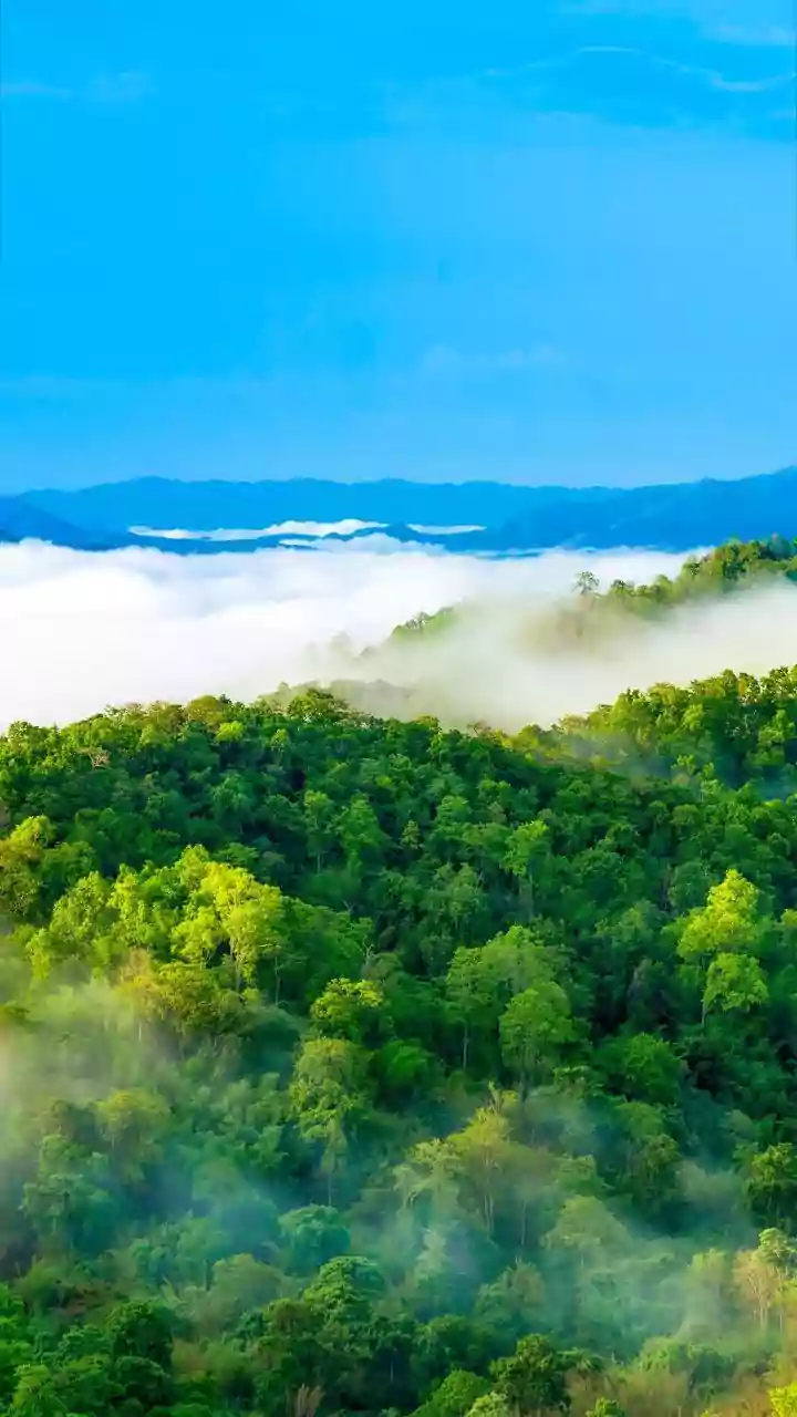 Visiting the Cloud Forest of Monteverde: A Short Guide