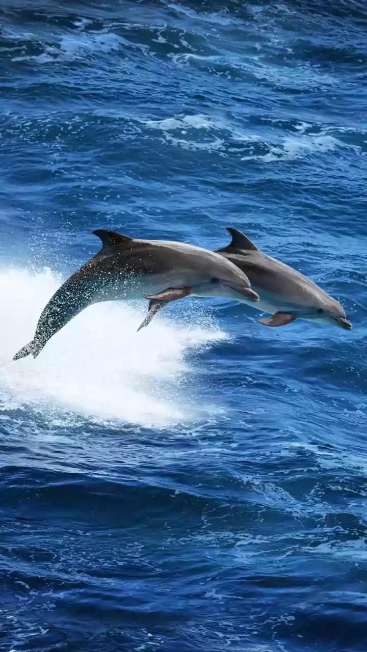 ‘Kamikaze Dolphins’ Claim: Are Marine Mammals Iran’s Secret Weapon? What Pentagon Chief Said