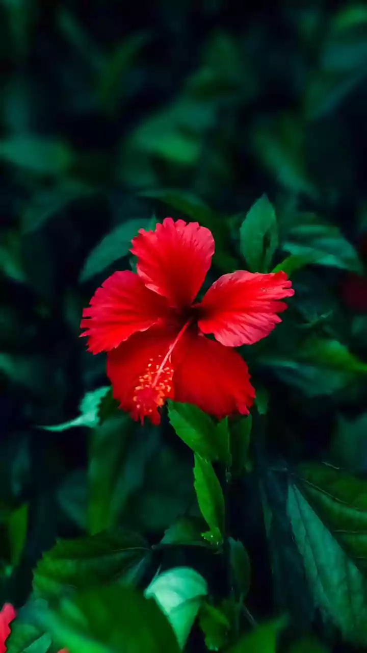 The New Chhattisgarh Pollen Study: Lake Sediments and Pollen Records Now Shape Ancient Monsoon Research