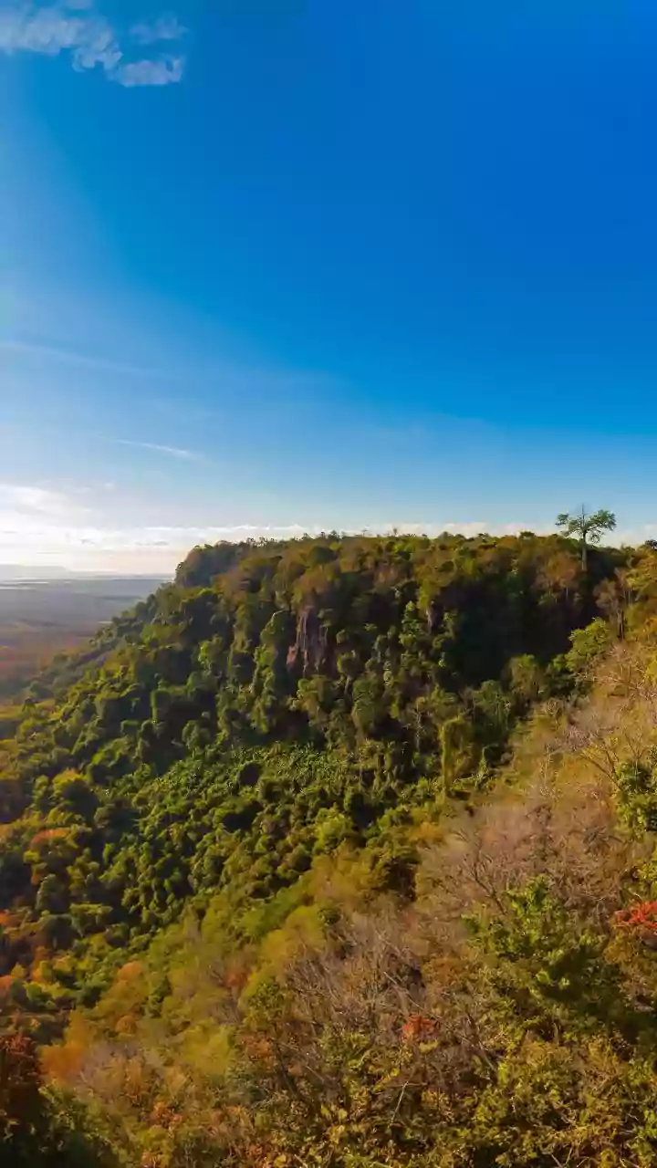 Scientists Assess How India's Forests Respond To Evolving Rainfall Patterns
