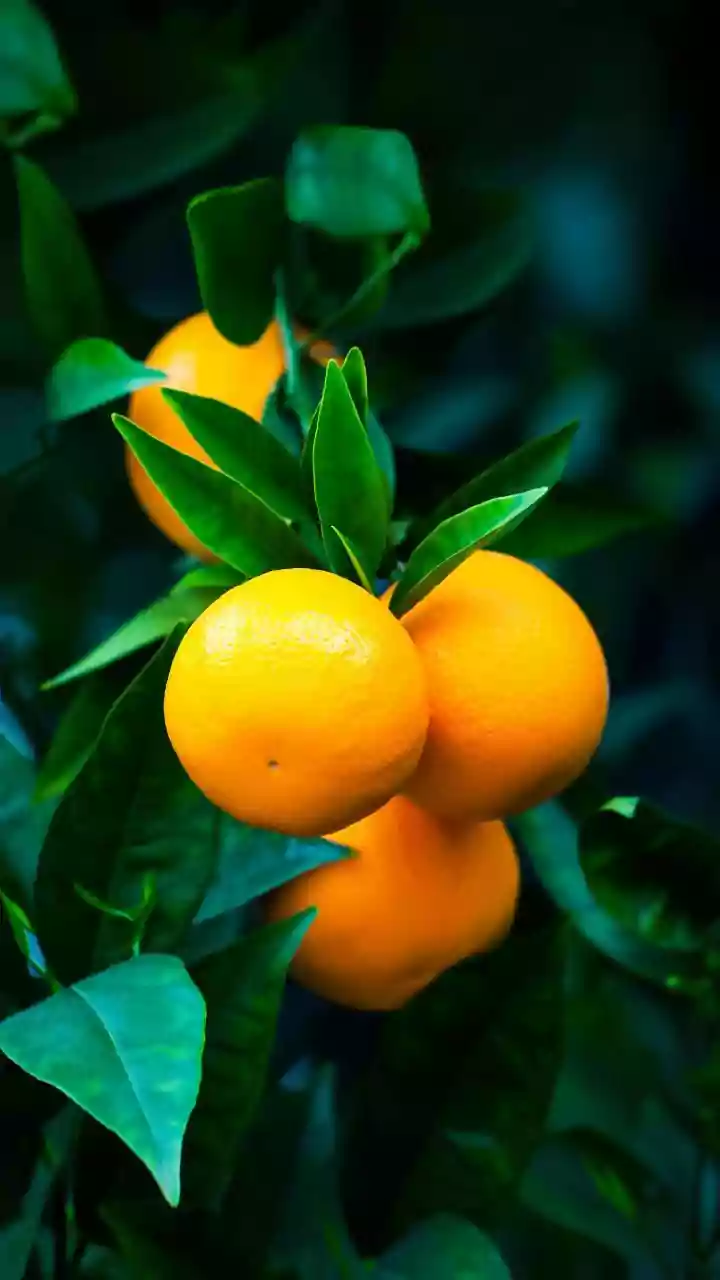 Saiba qual fruta popular pode ajudar a combater a gordura no fígado