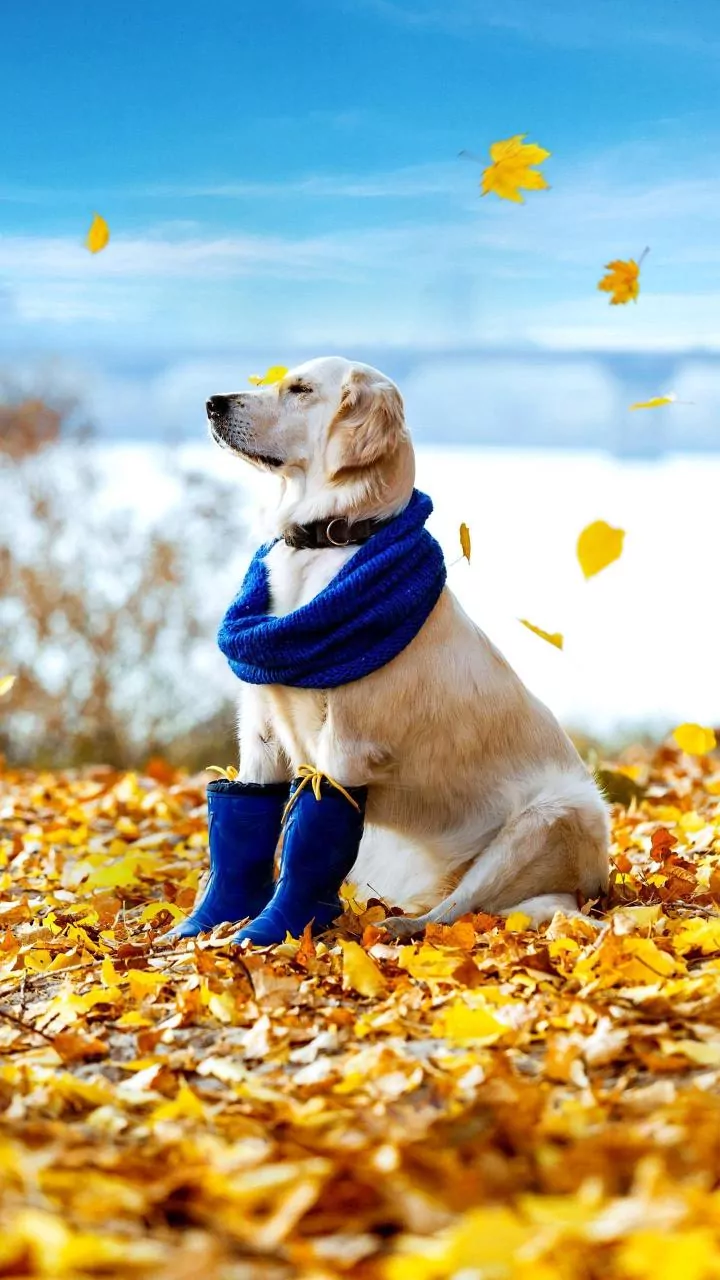Monsoon Paw Care Hacks For Urban Pet Parents To Avoid Painful Fungal Infections In Dogs